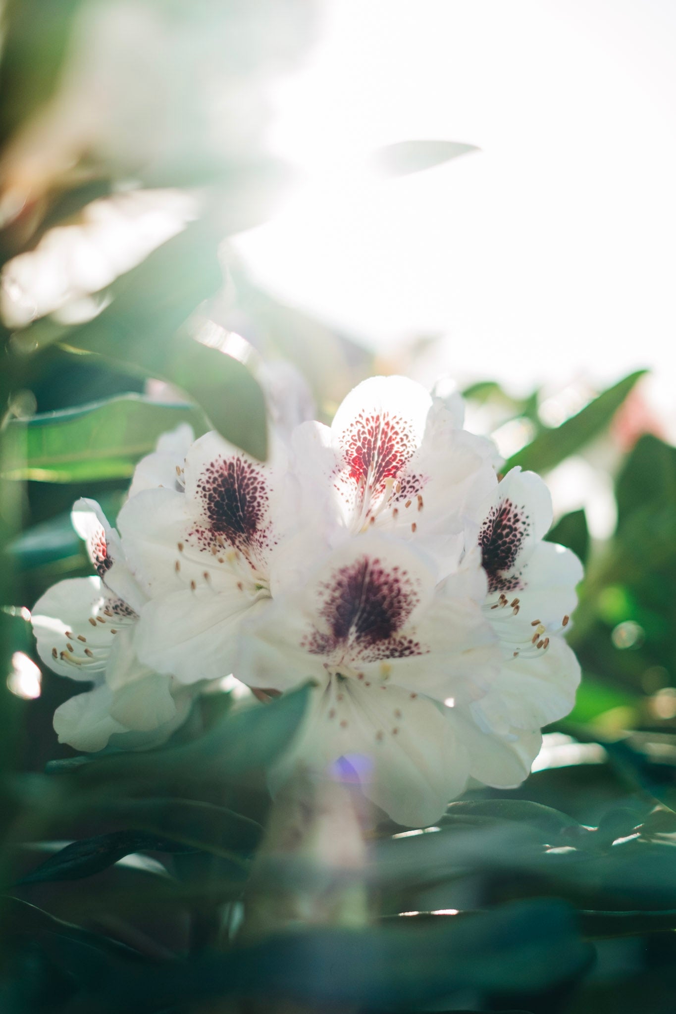 Bloom