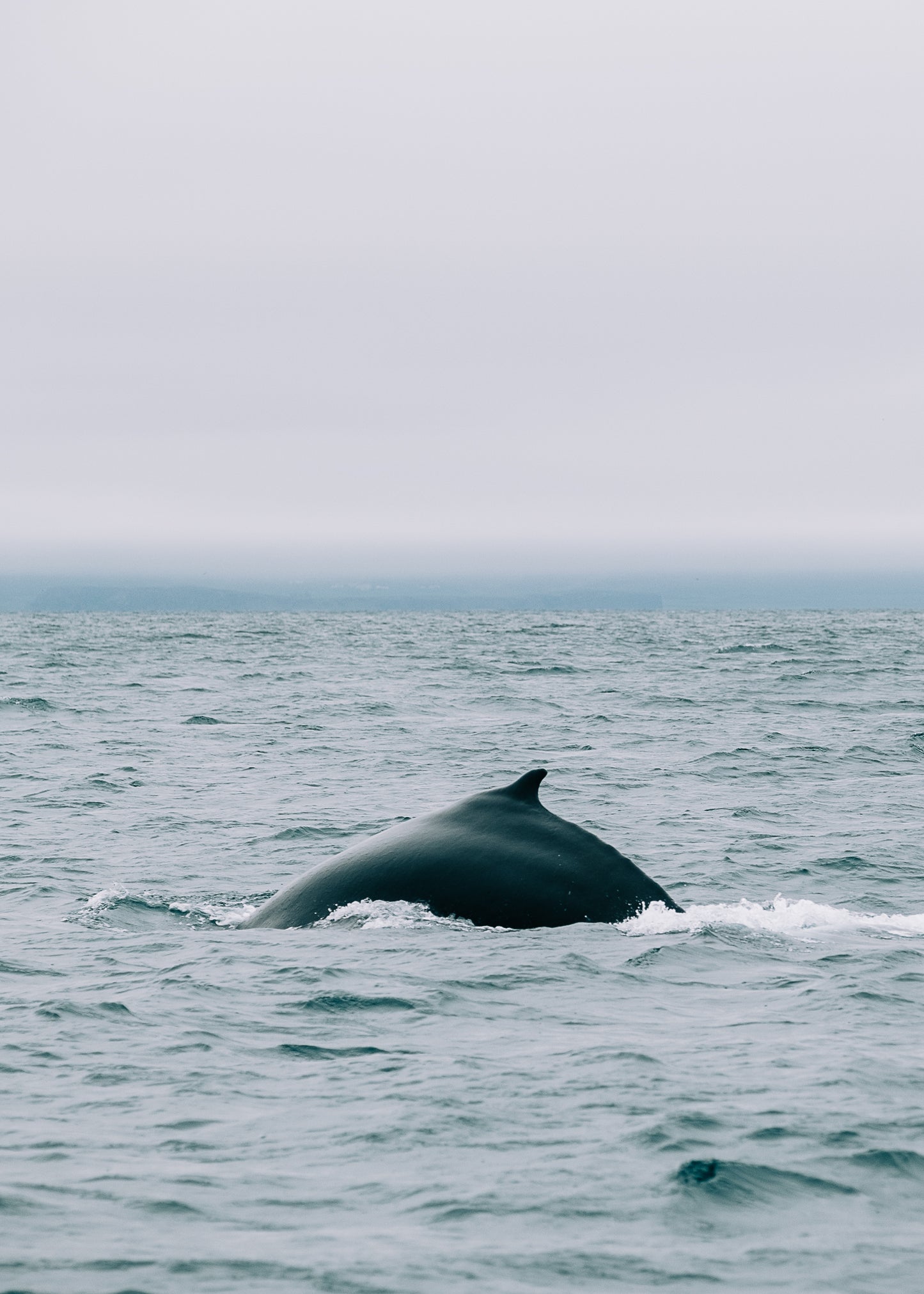 A whale's dorsal fin emerging from the ocean