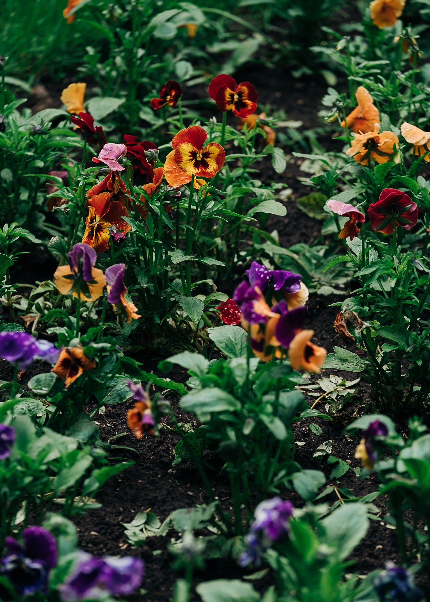 Flores