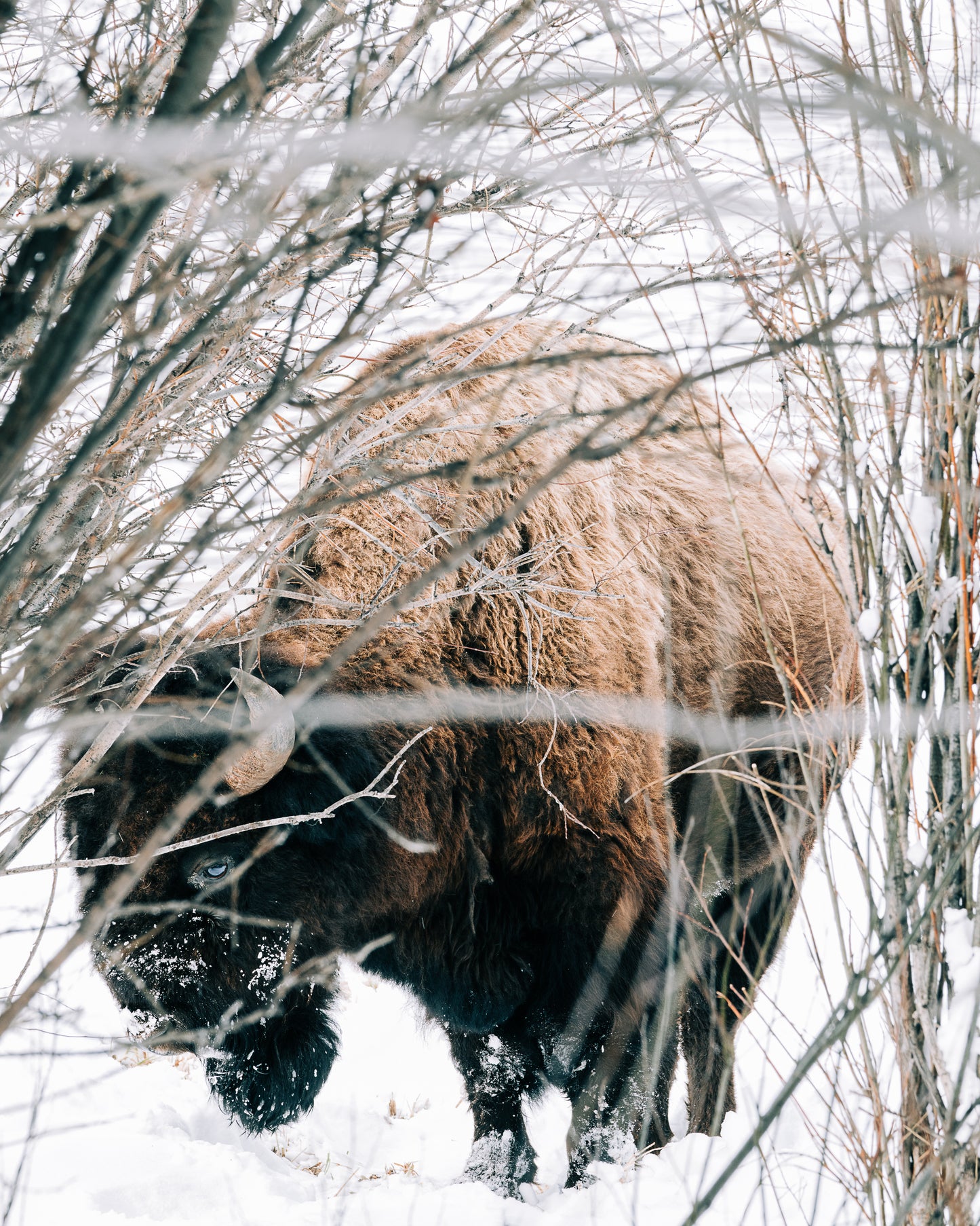 Hidden