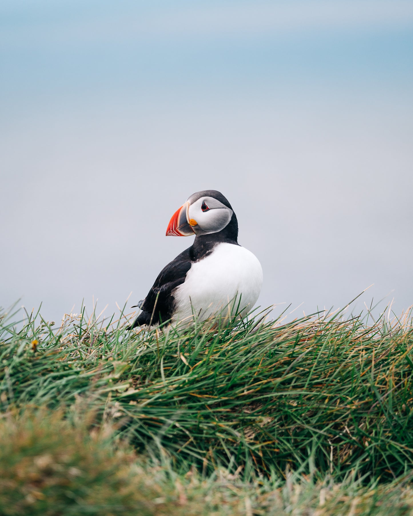 Puffin