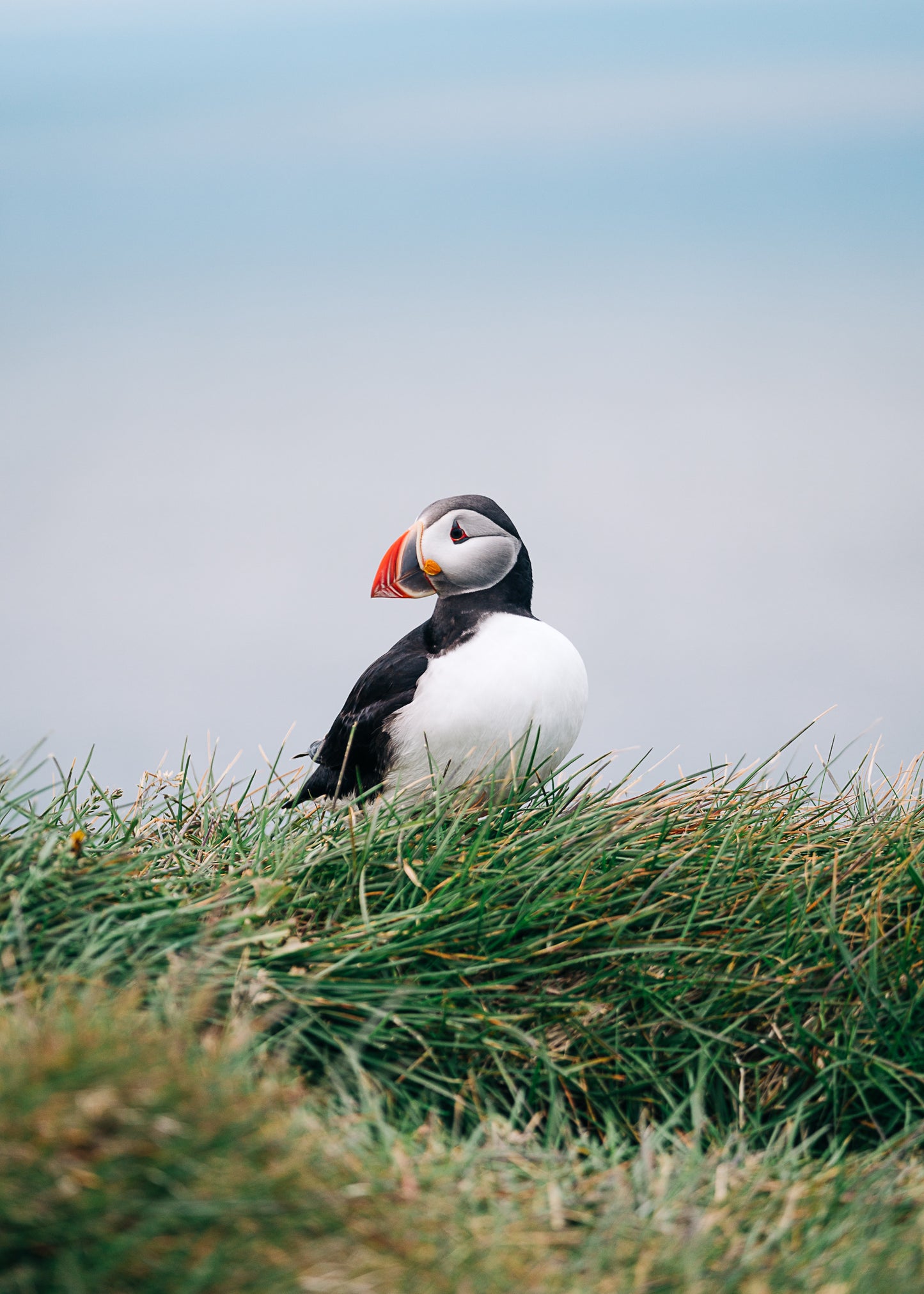 Puffin