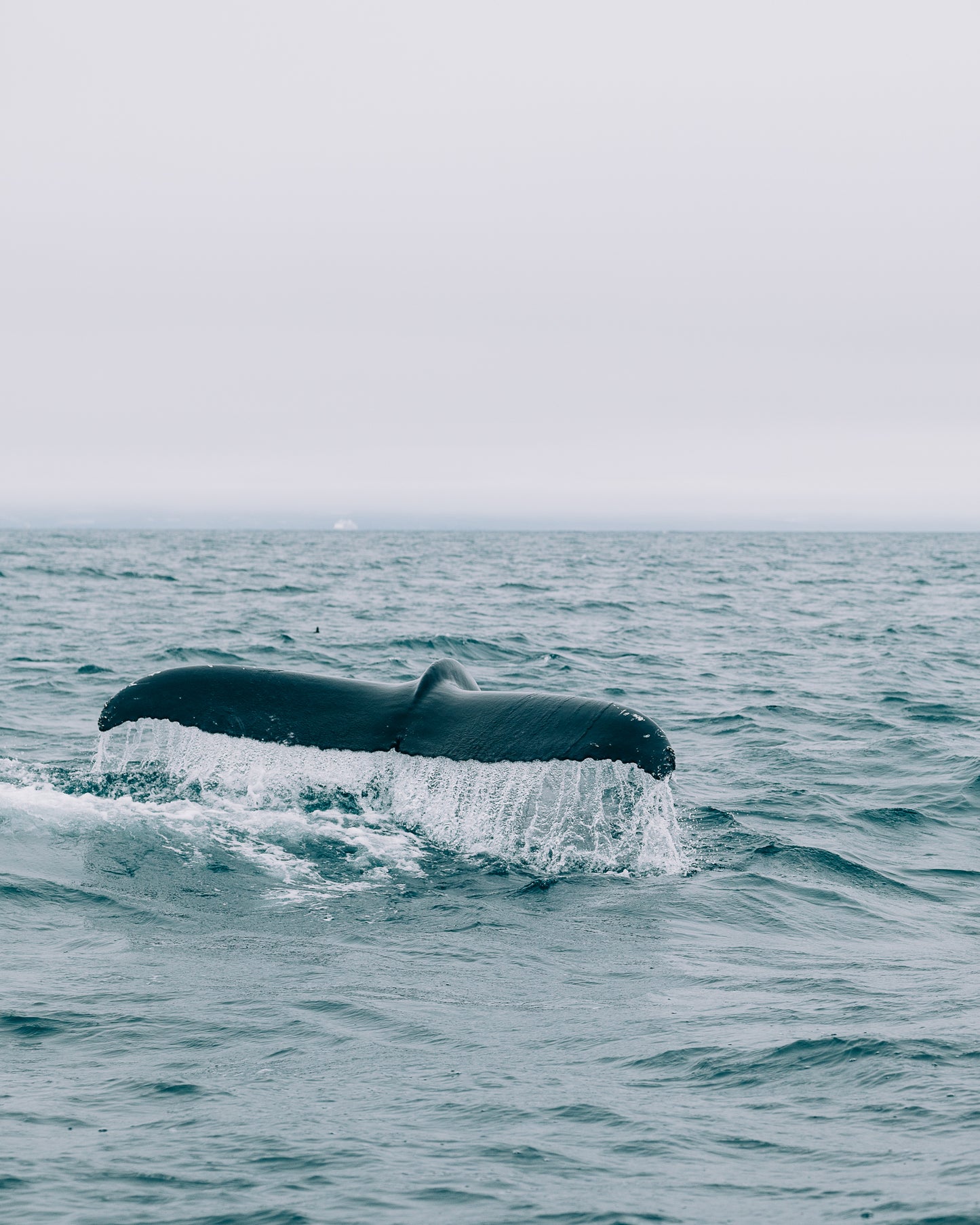 Whale
