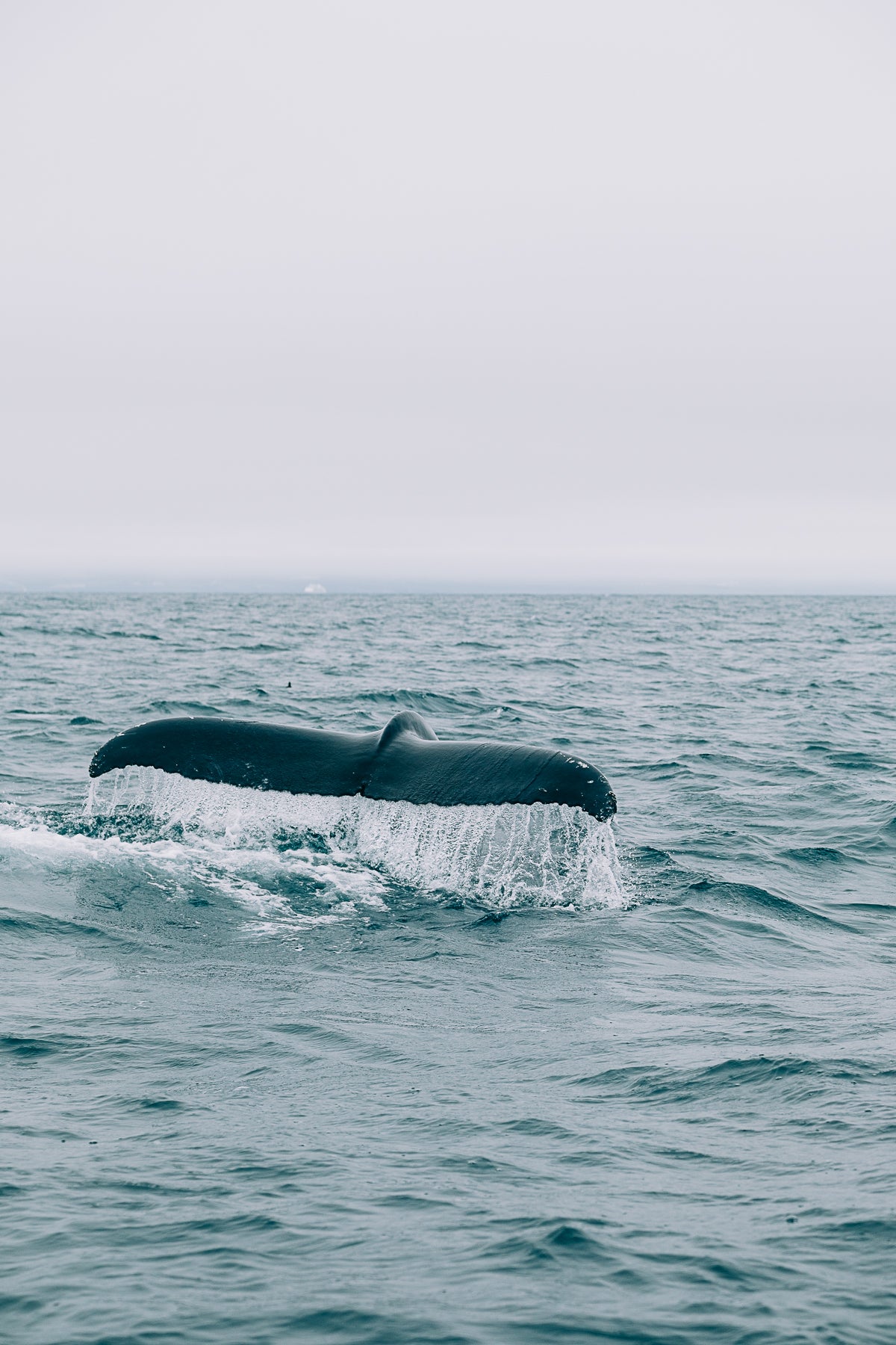 Whale