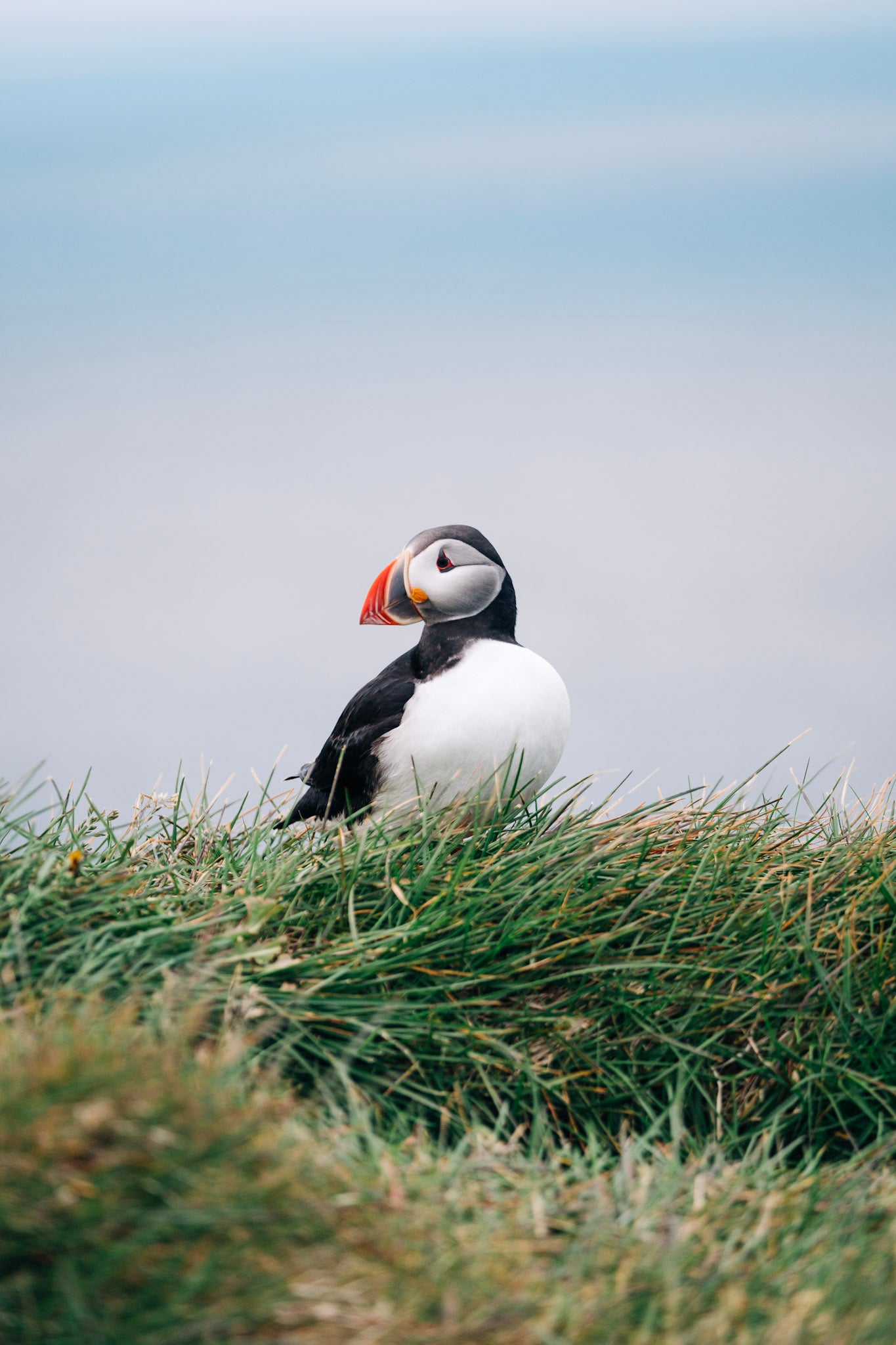 Puffin