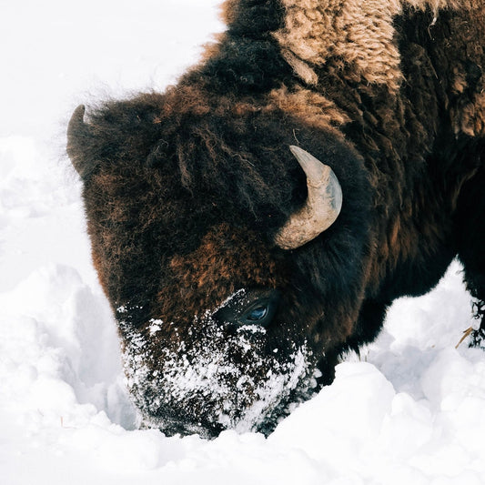 Bison