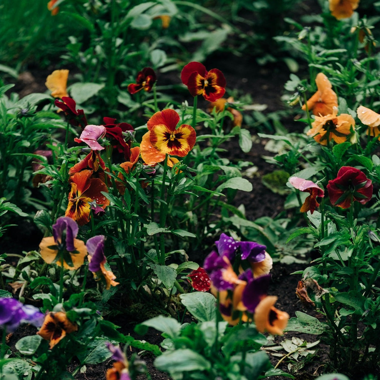 Flores