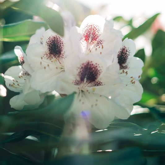 Bloom
