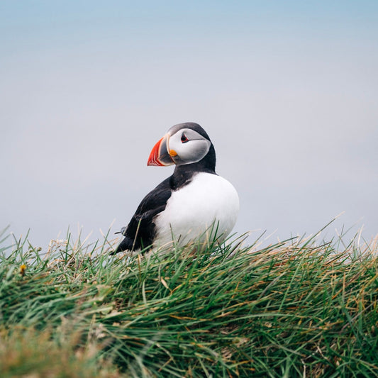 Puffin
