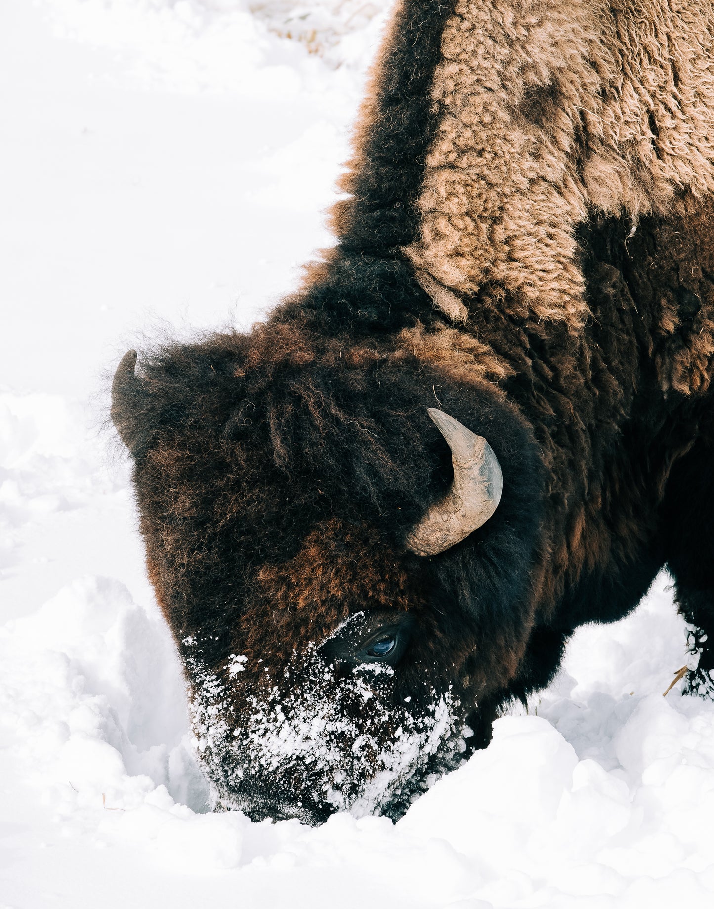 Bison