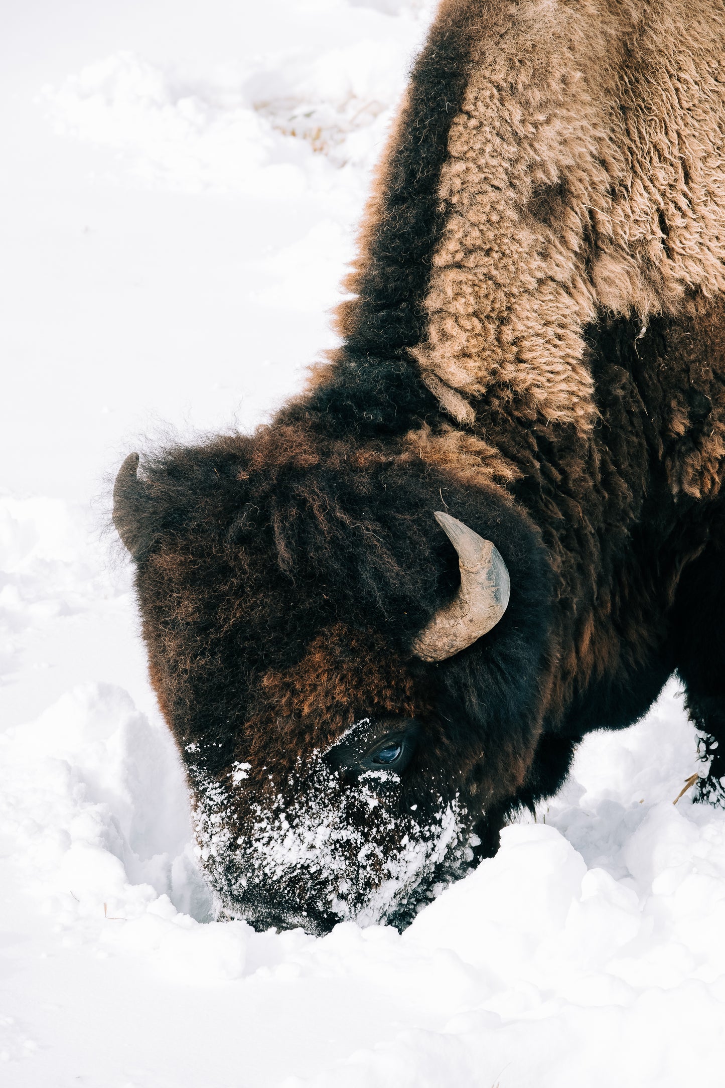 Bison
