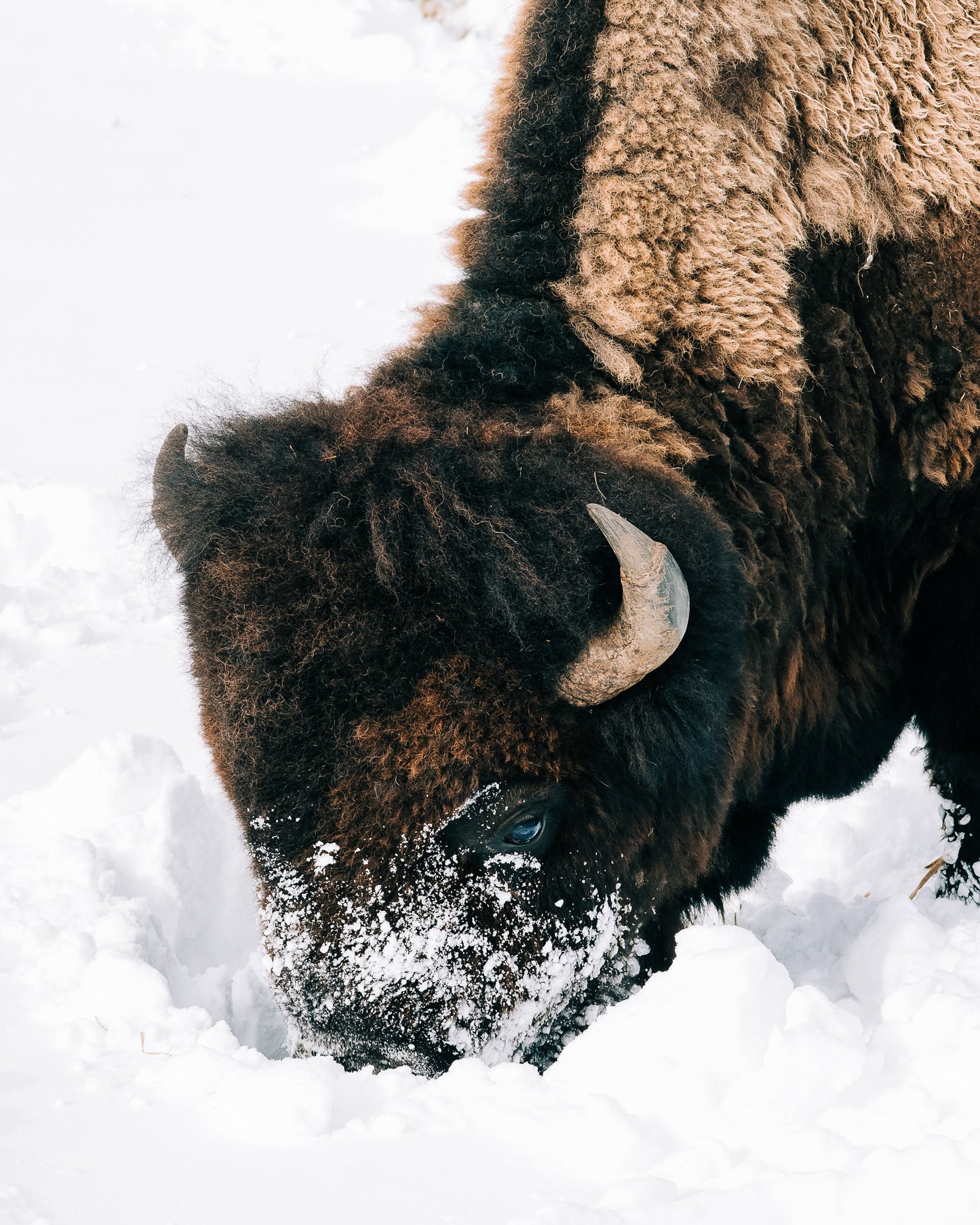 Bison
