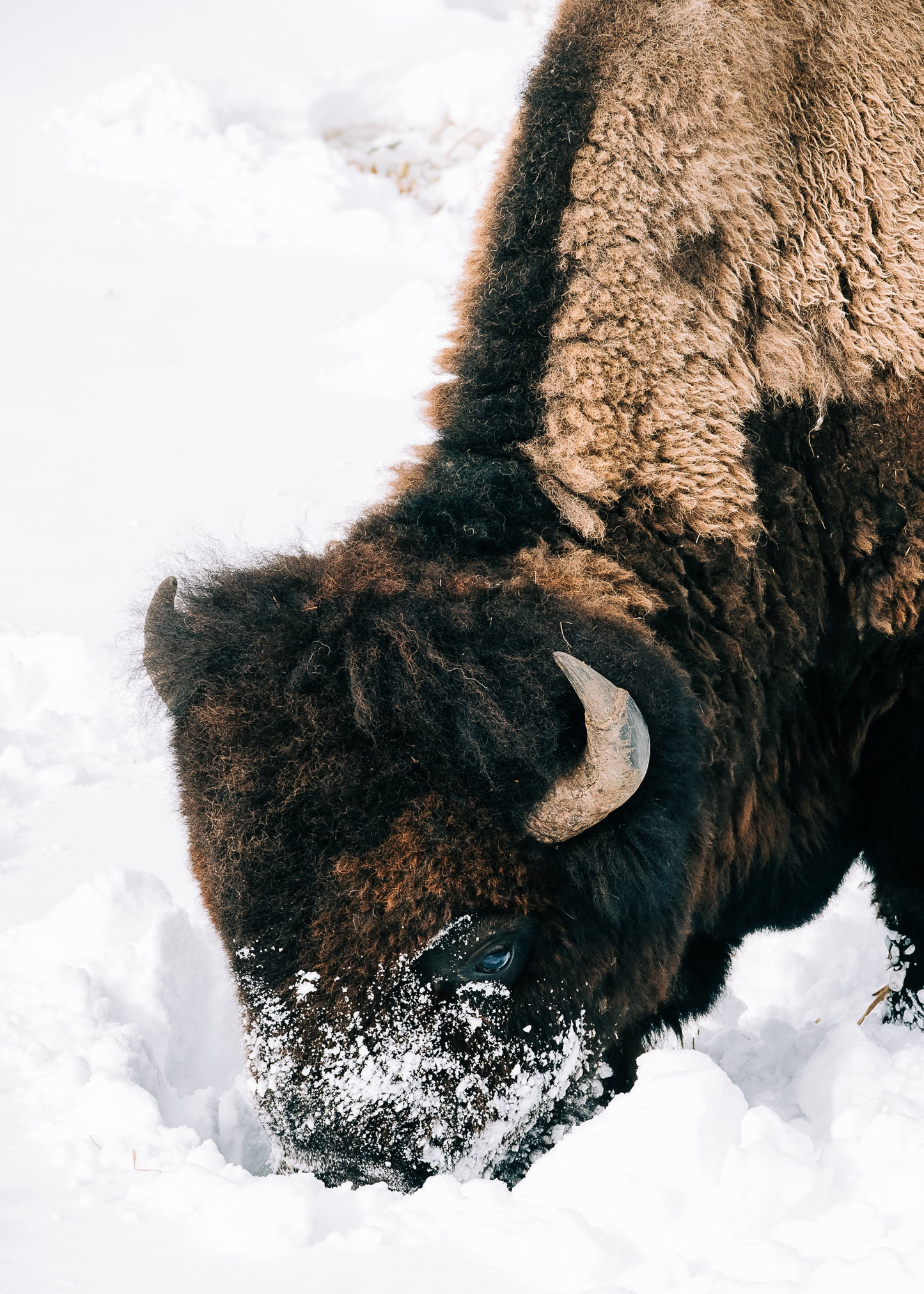 Bison