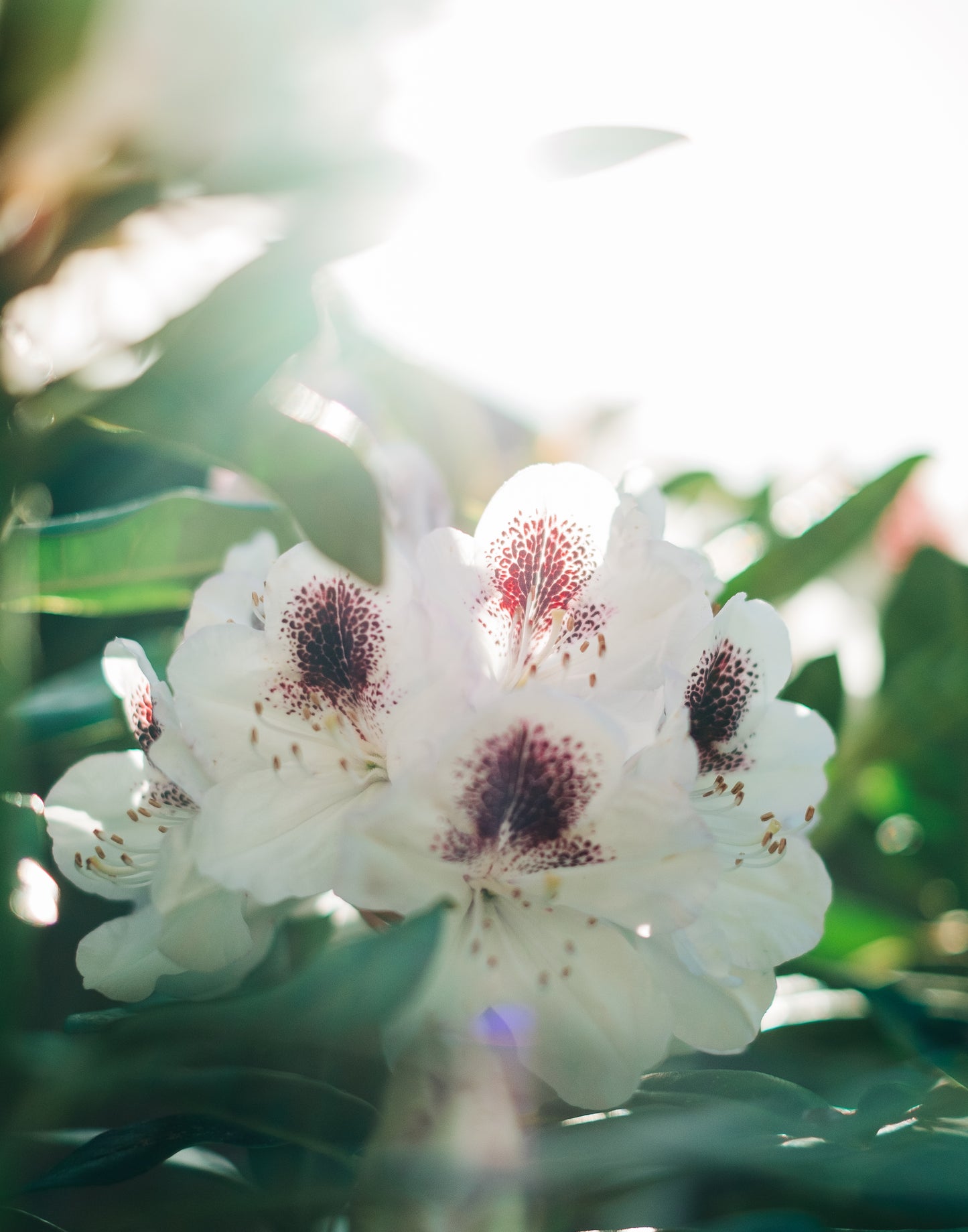 Bloom
