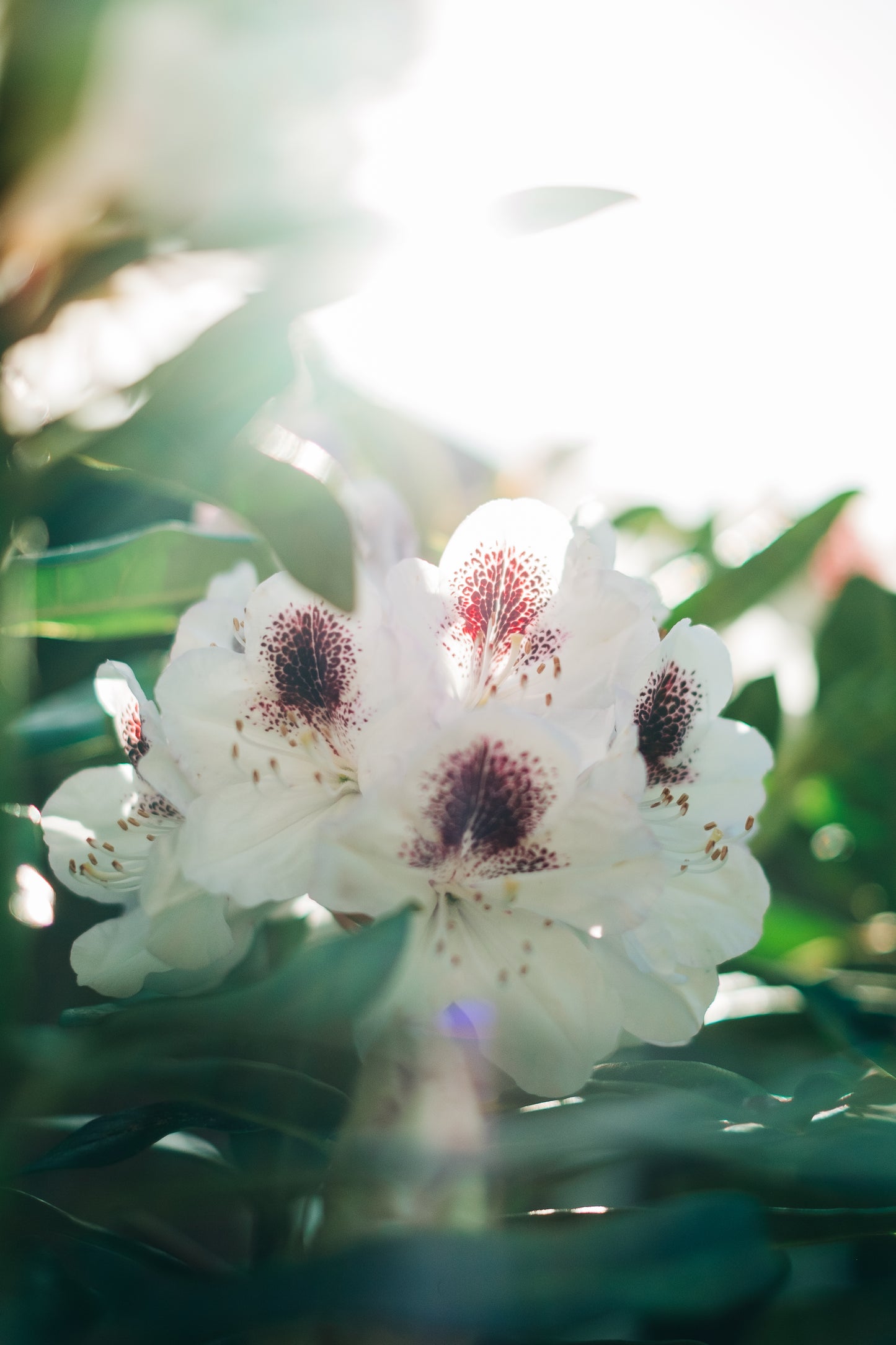 Bloom