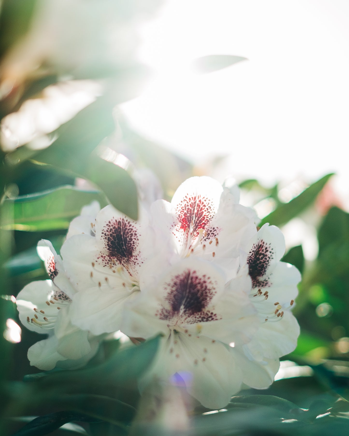 Bloom