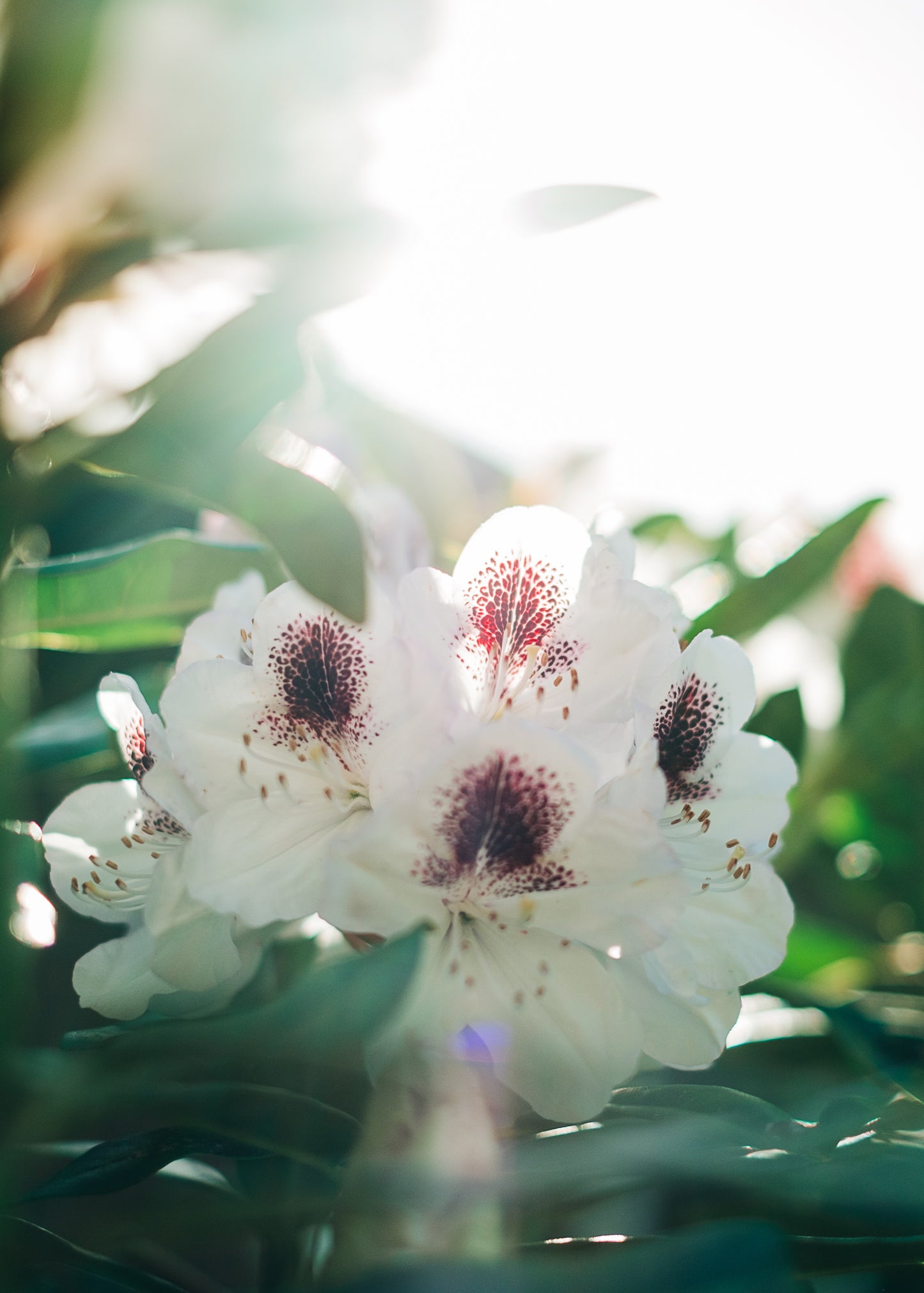 Bloom