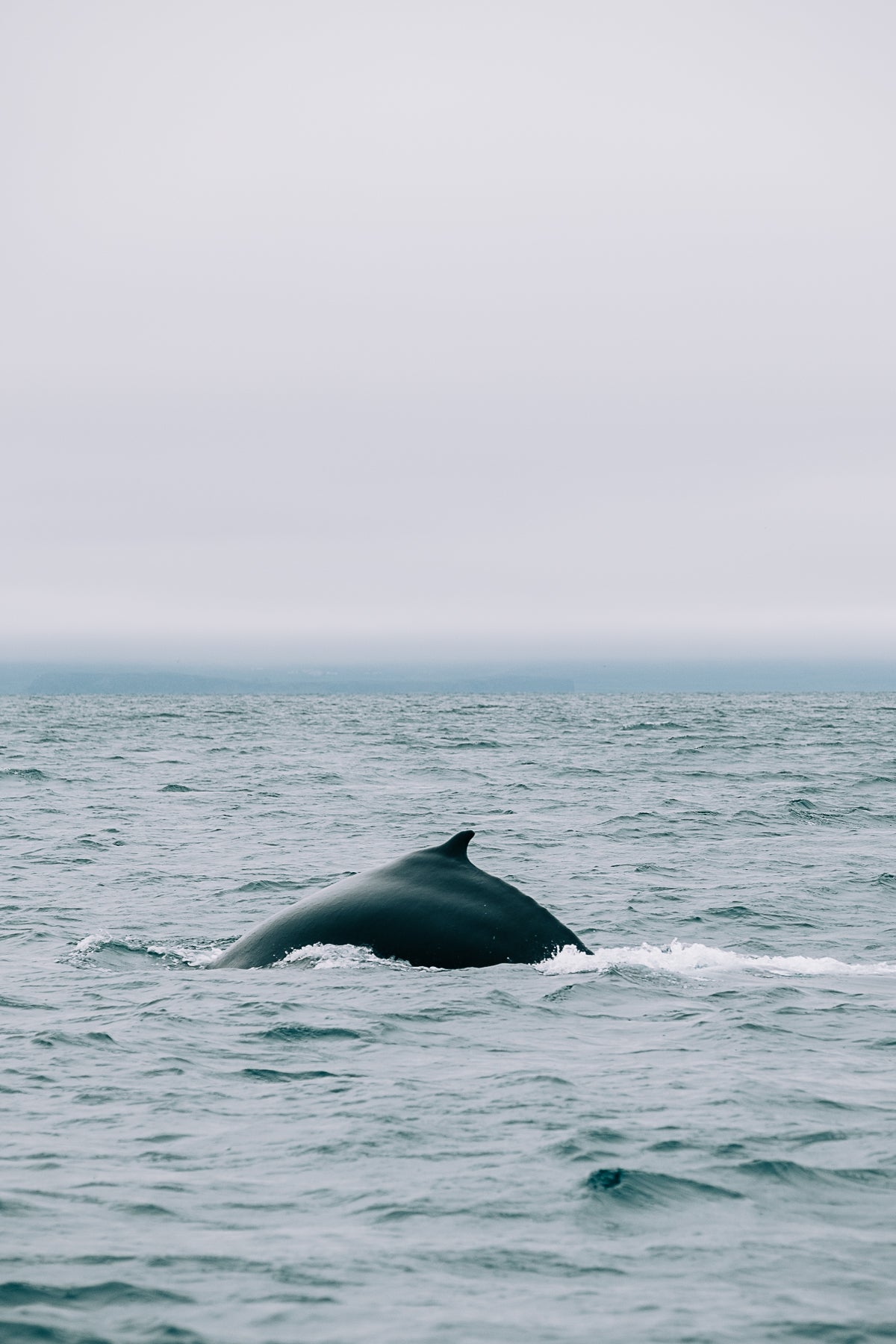 A whale's dorsal fin emerging from the ocean