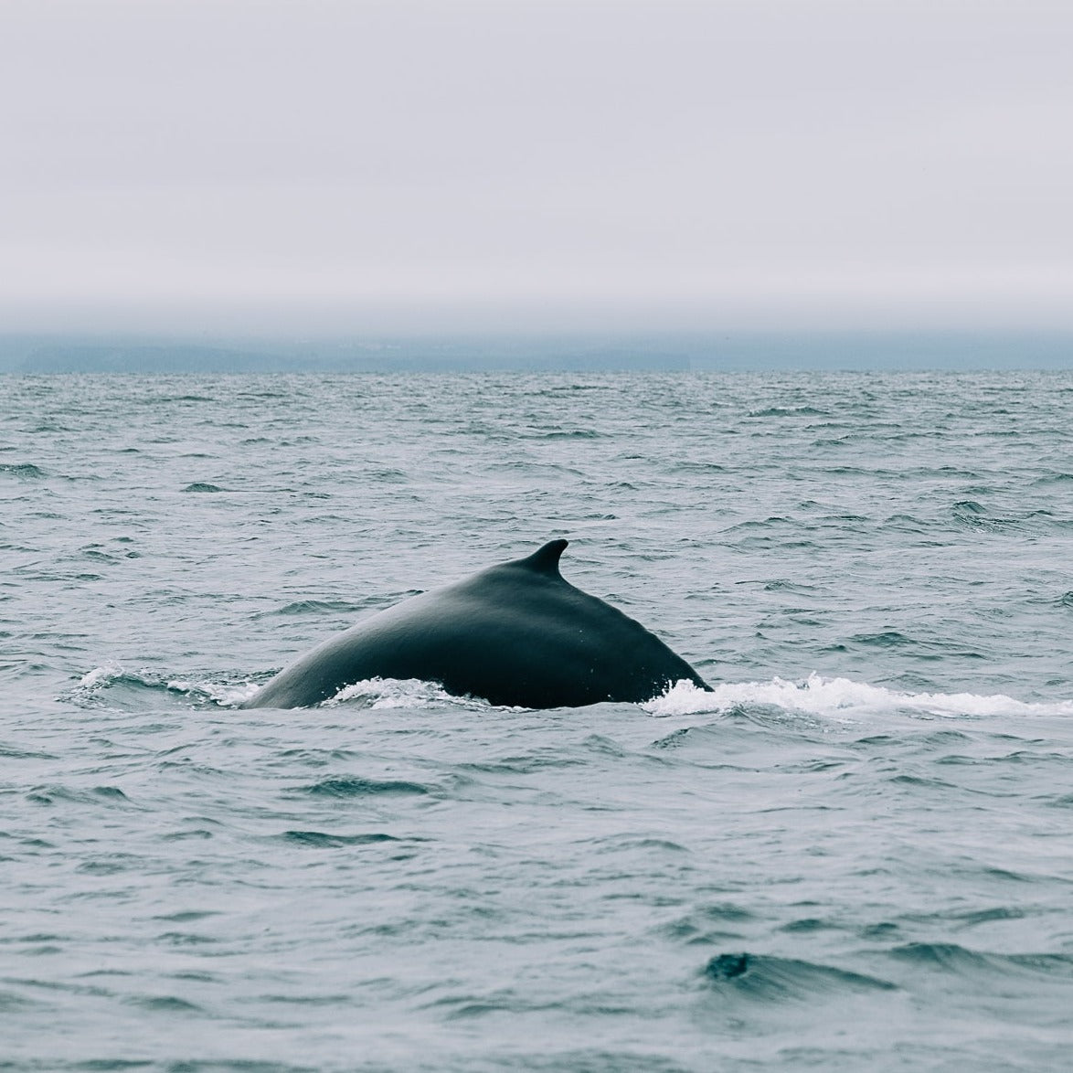A whale's dorsal fin emerging from the ocean