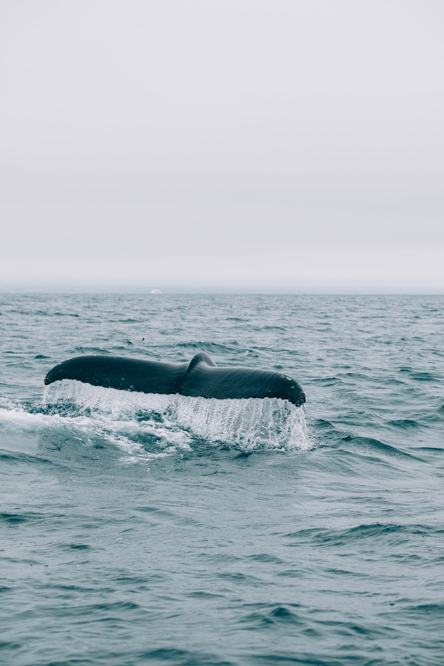 Whale