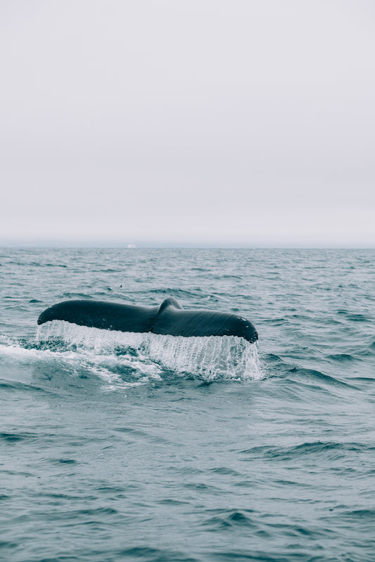 Whale