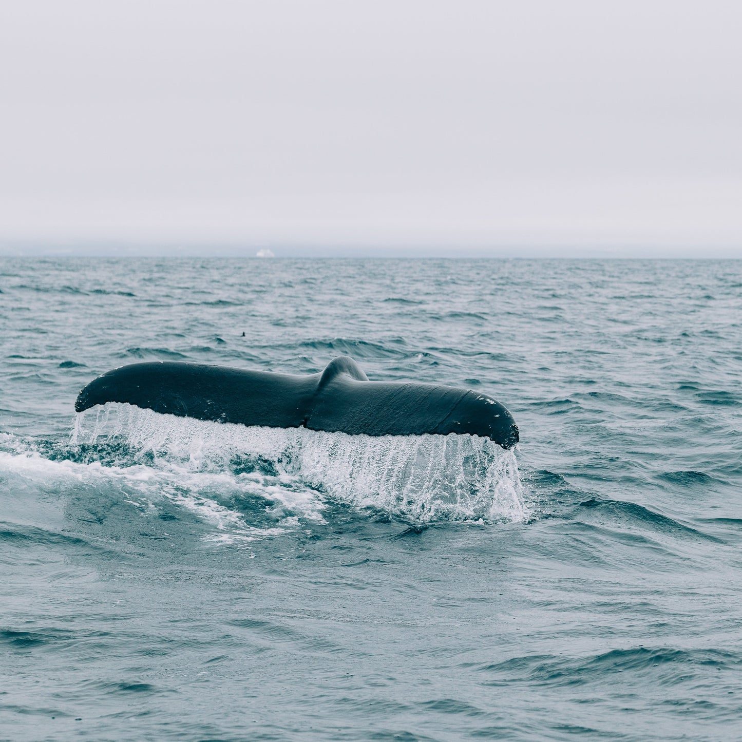 Whale