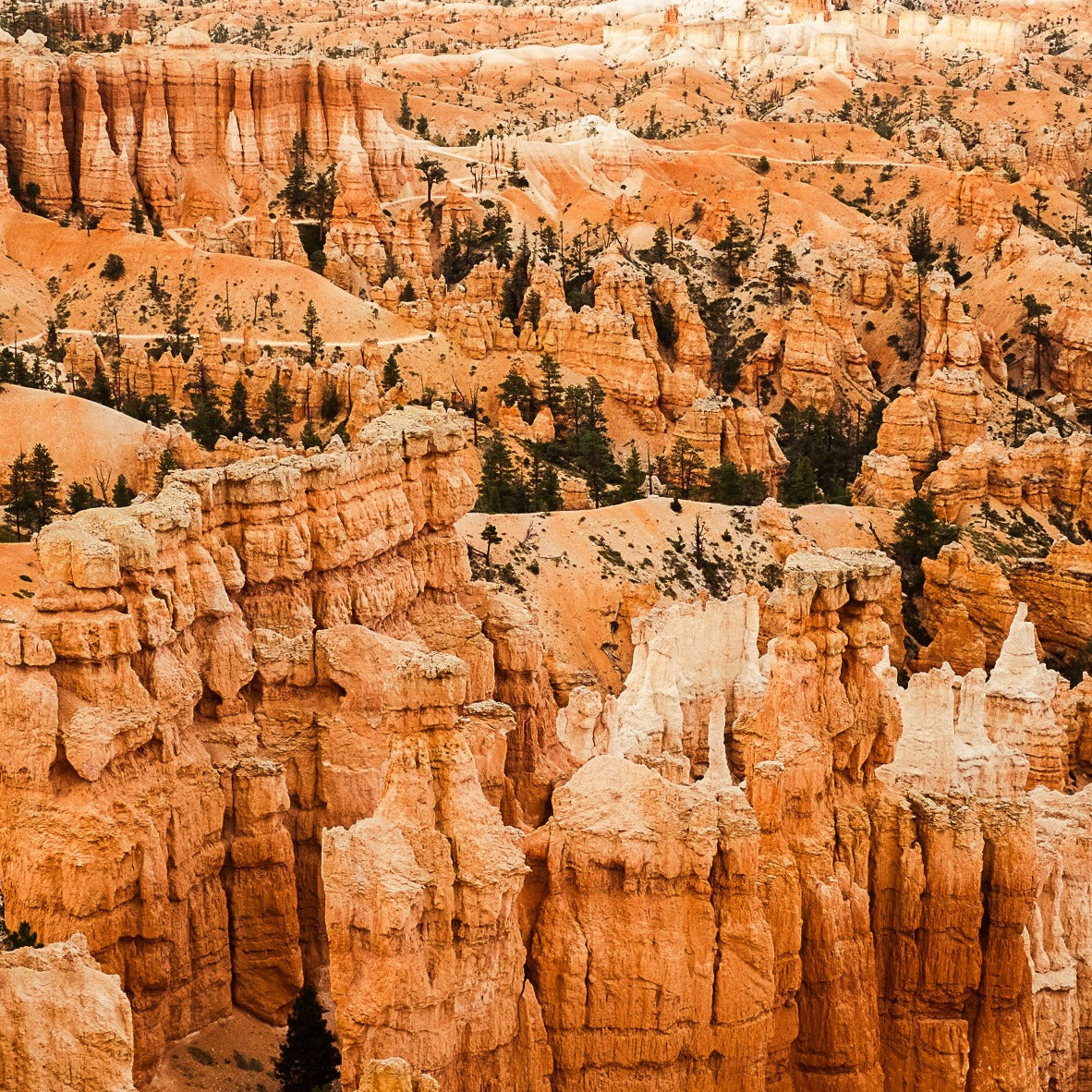 Bryce