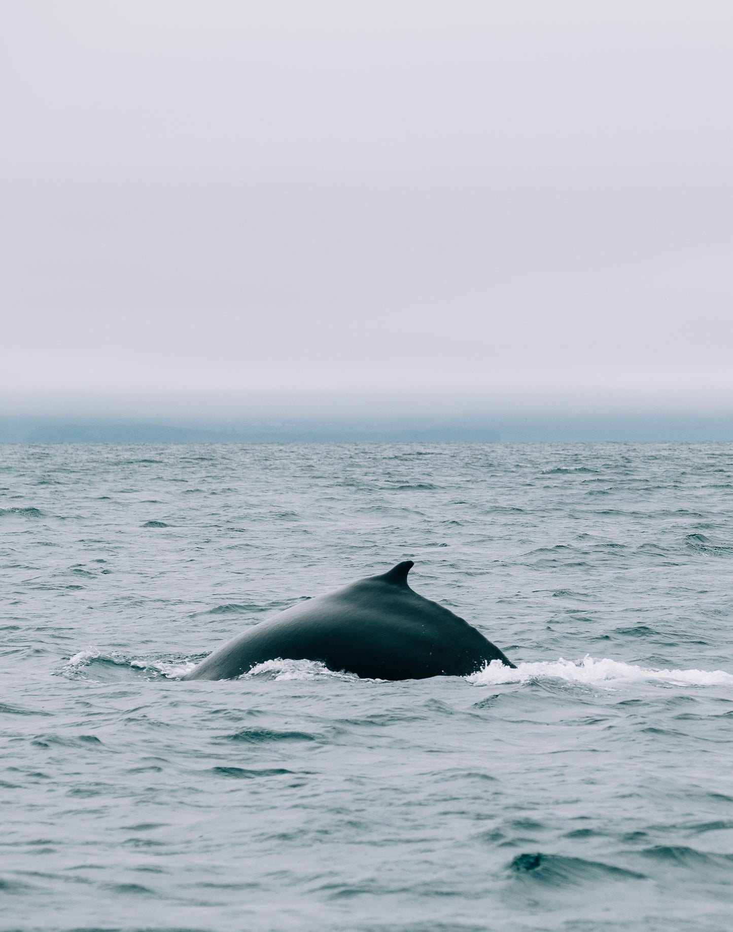 A whale's dorsal fin emerging from the ocean