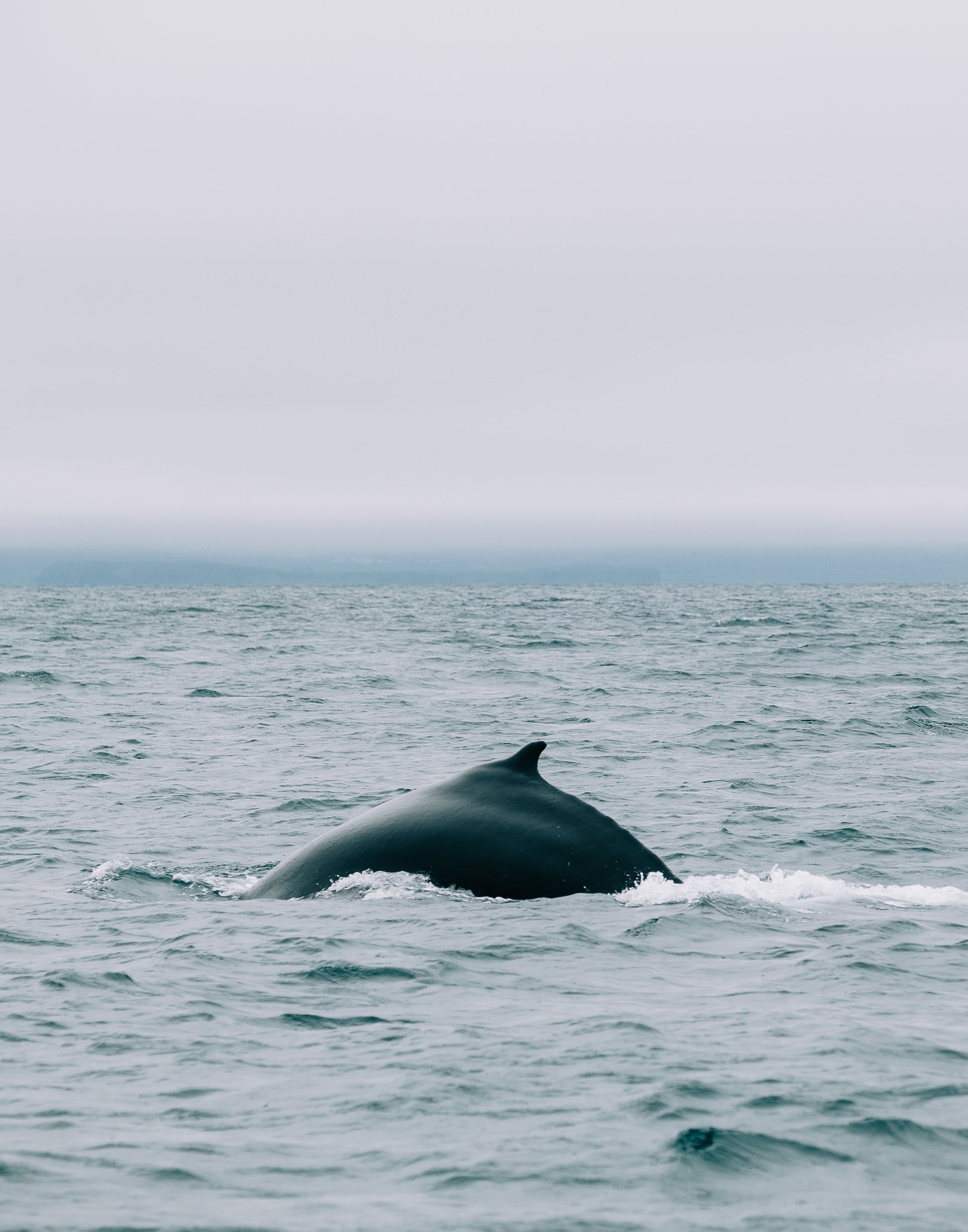 A whale's dorsal fin emerging from the ocean