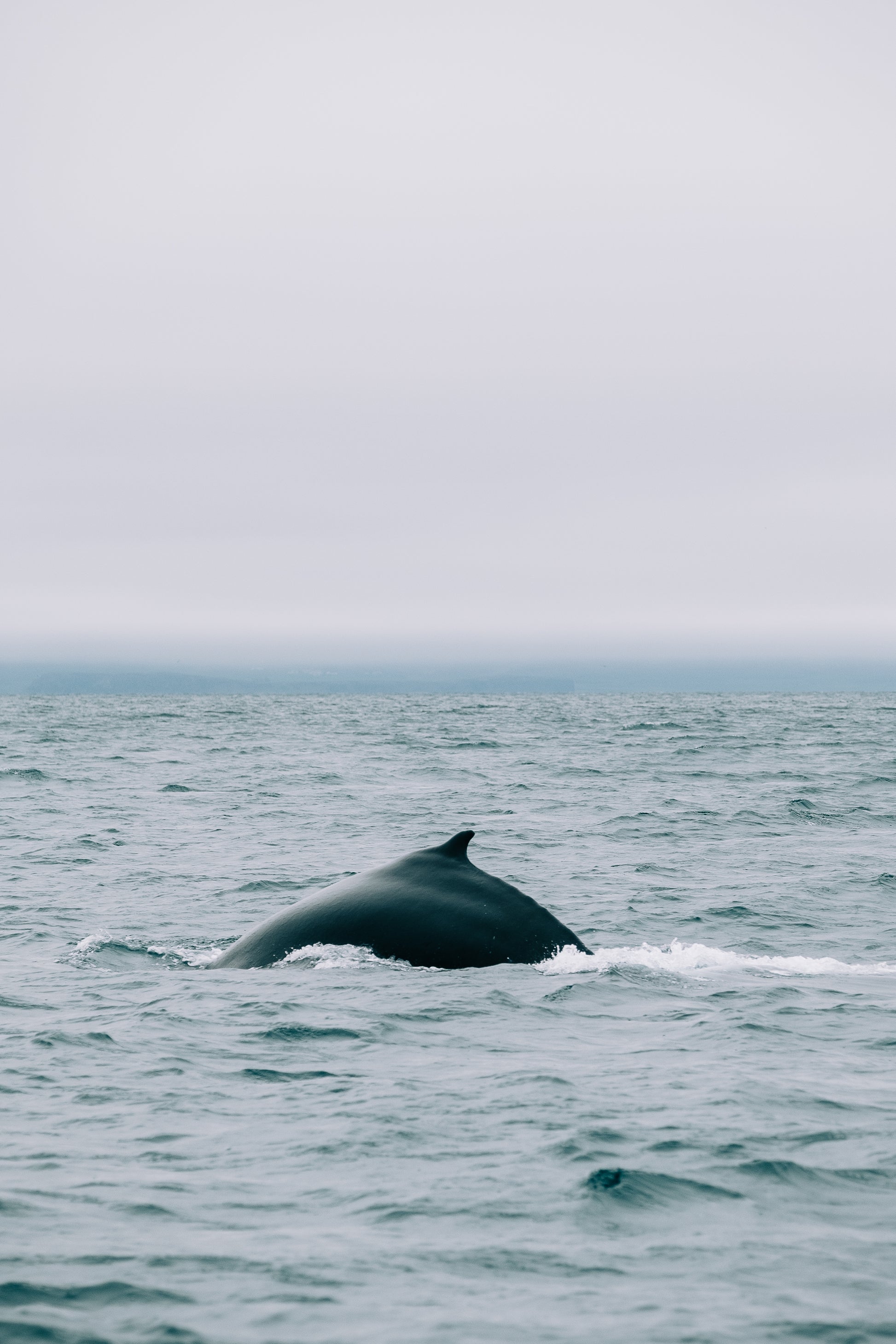A whale's dorsal fin emerging from the ocean