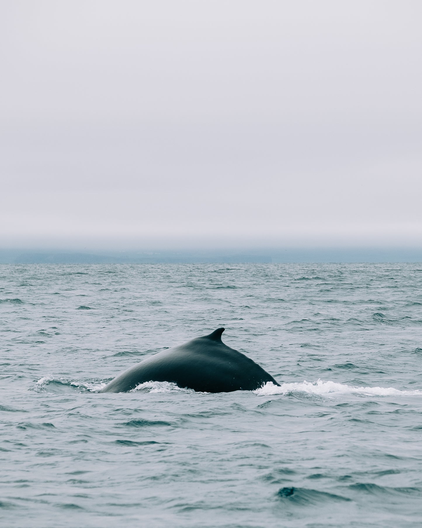 A whale's dorsal fin emerging from the ocean