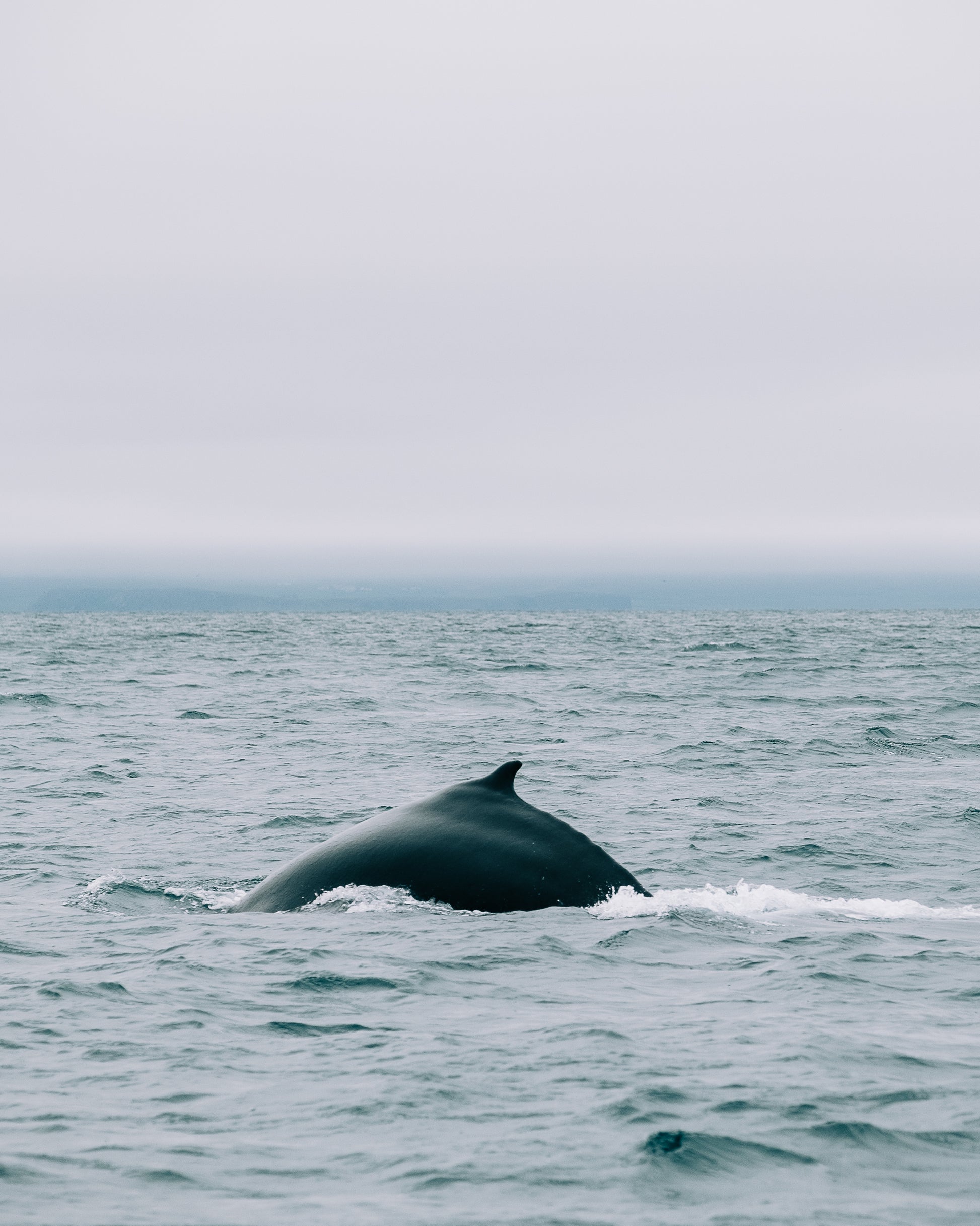 A whale's dorsal fin emerging from the ocean