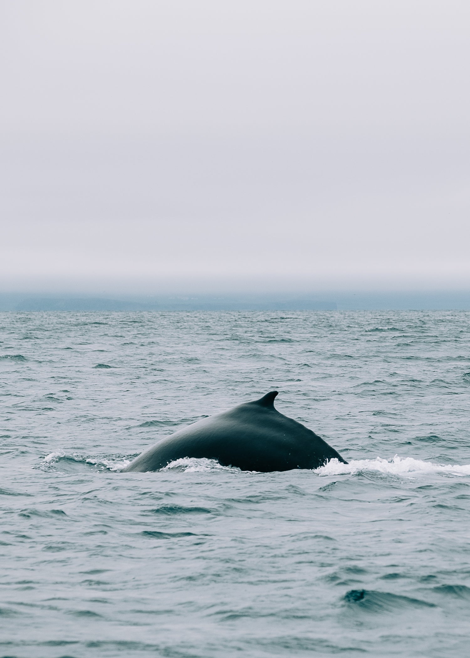A whale's dorsal fin emerging from the ocean