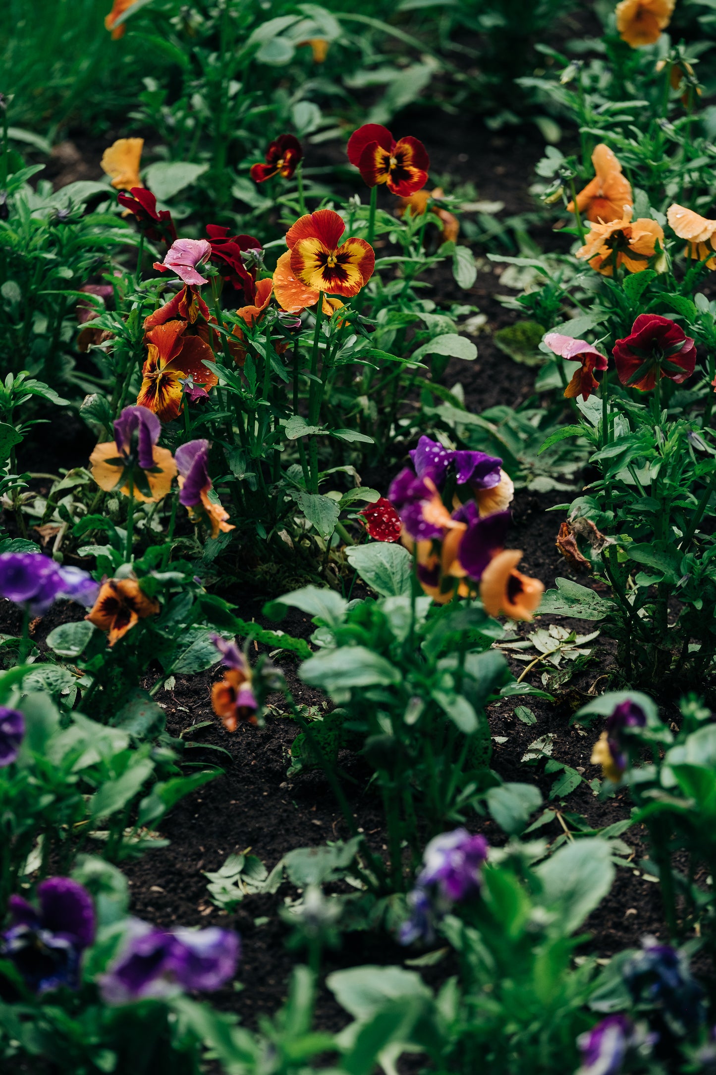 Flores