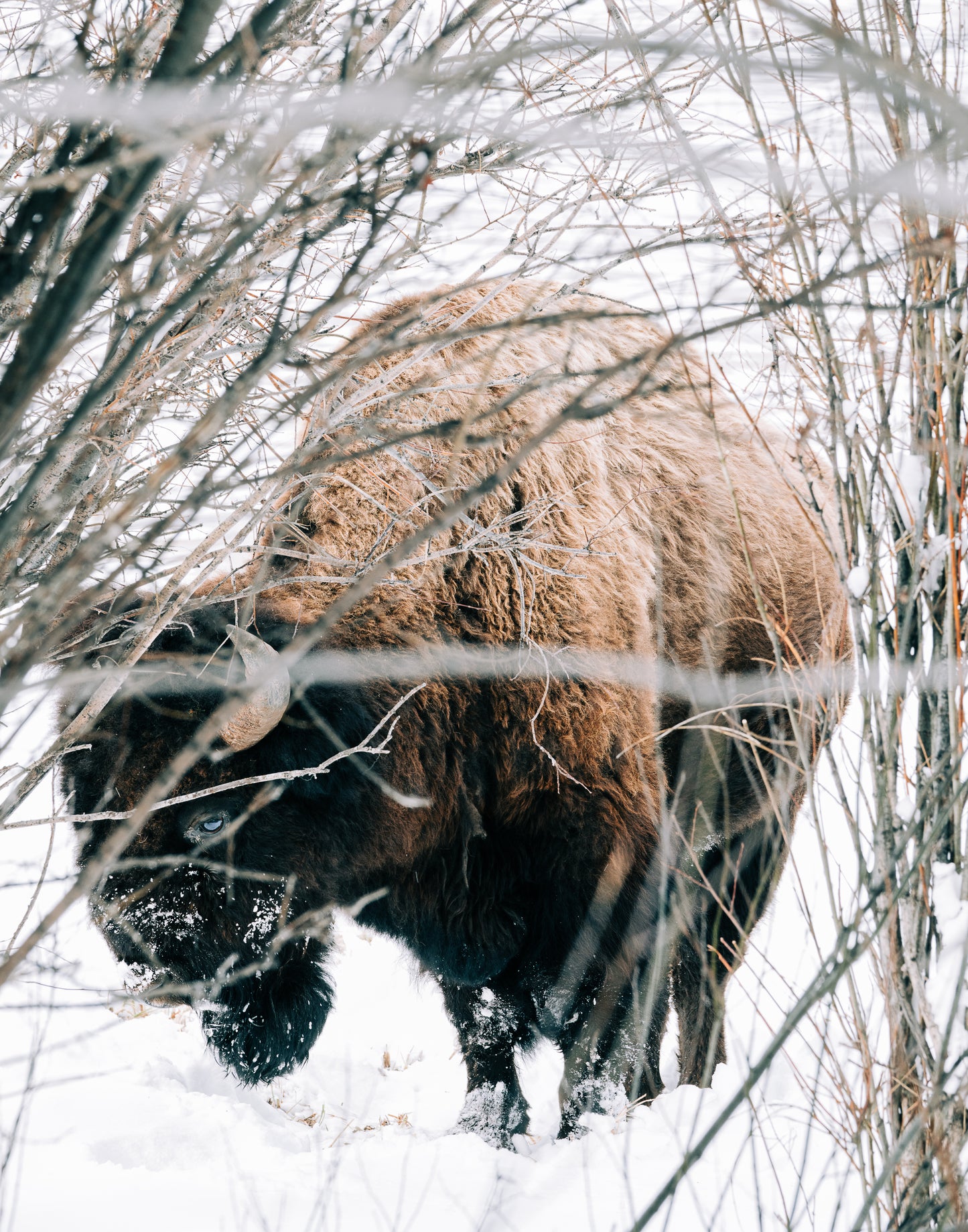 Hidden