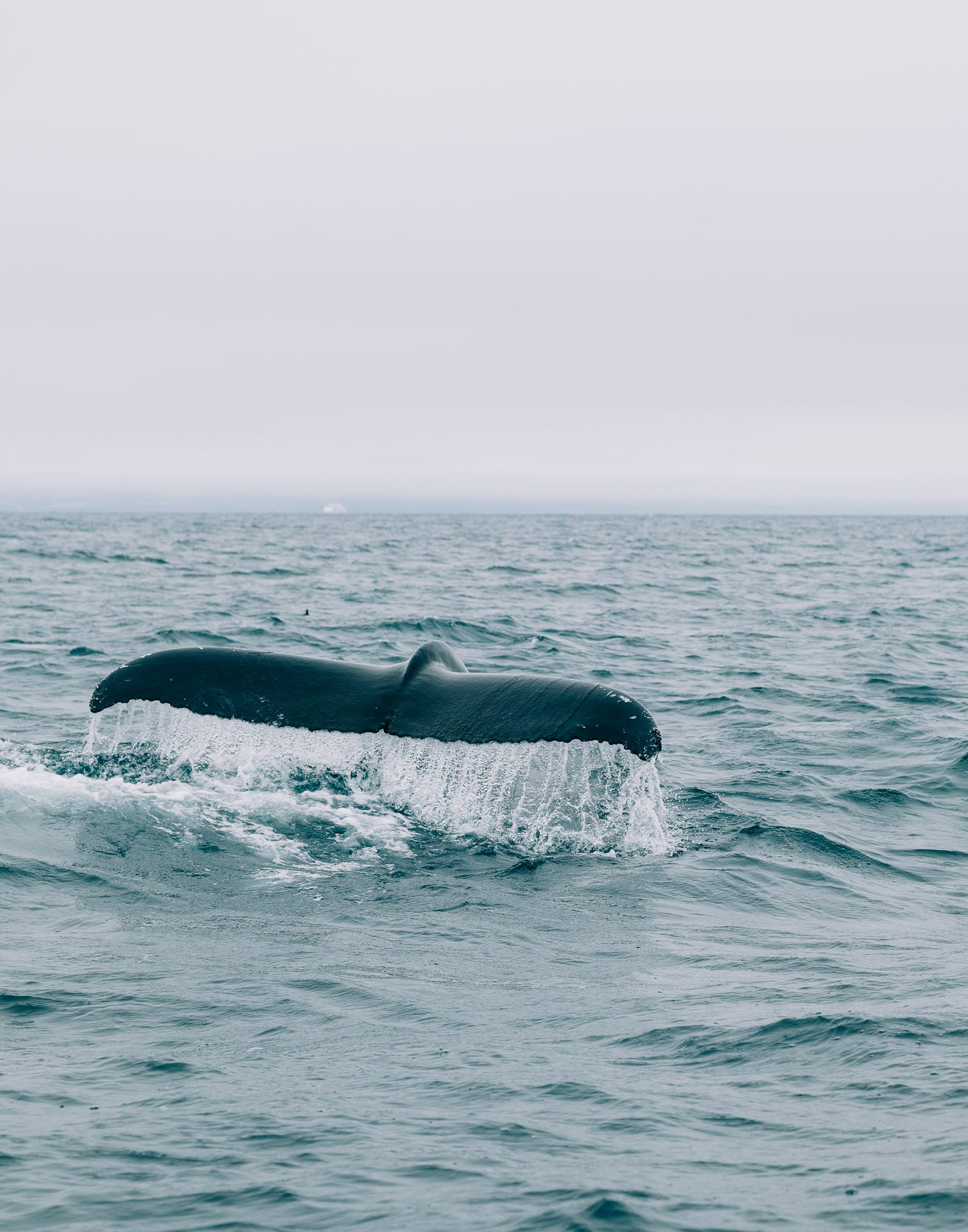Whale