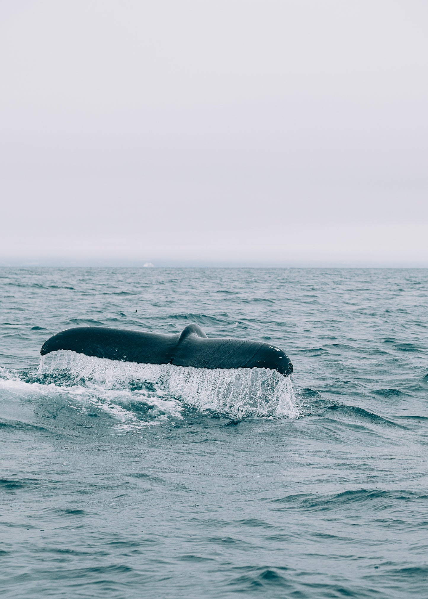 Whale